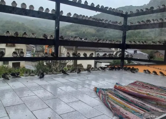 Kulenovic Apartamento